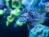palma_aquarium_1