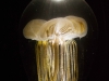 palma_aquarium_3